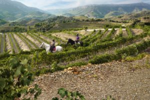 DOQ Priorat